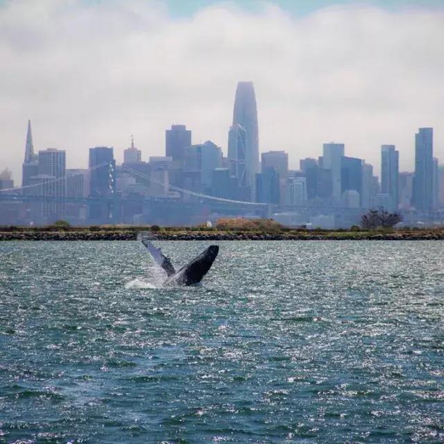 一头鲸鱼在贝博体彩app湾的水域中冲出水面.